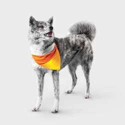 Reflective Candy Corn Costume Dog Bandana - Boots & Barkley™ One Size Fits Most