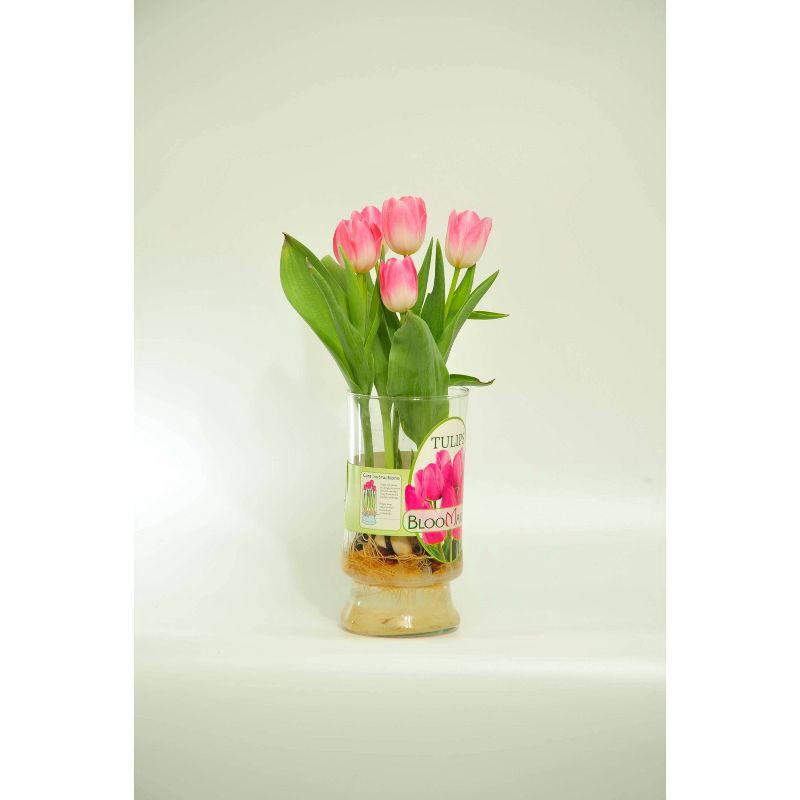 slide 3 of 3, Tulips in Vienna Vase - Good Little Garden™, 1 ct
