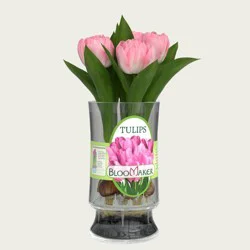 Live Tulip Flower Bulbs in Vienna Vase - Good Little Garden™
