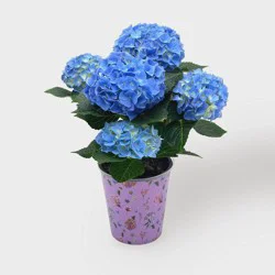 Live 5" Blue Hydrangea Potted Plant - Good Little Garden™