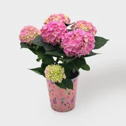 Live 5" Pink Hydrangea Potted Plant - Good Little Garden™