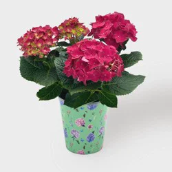 Live 5" Red Hydrangea Potted Plant - Good Little Garden™