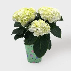 Live 5" White Hydrangea Potted Plant - Good Little Garden™