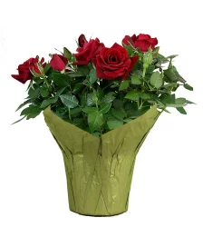 Potted Mini Rose In Wrap