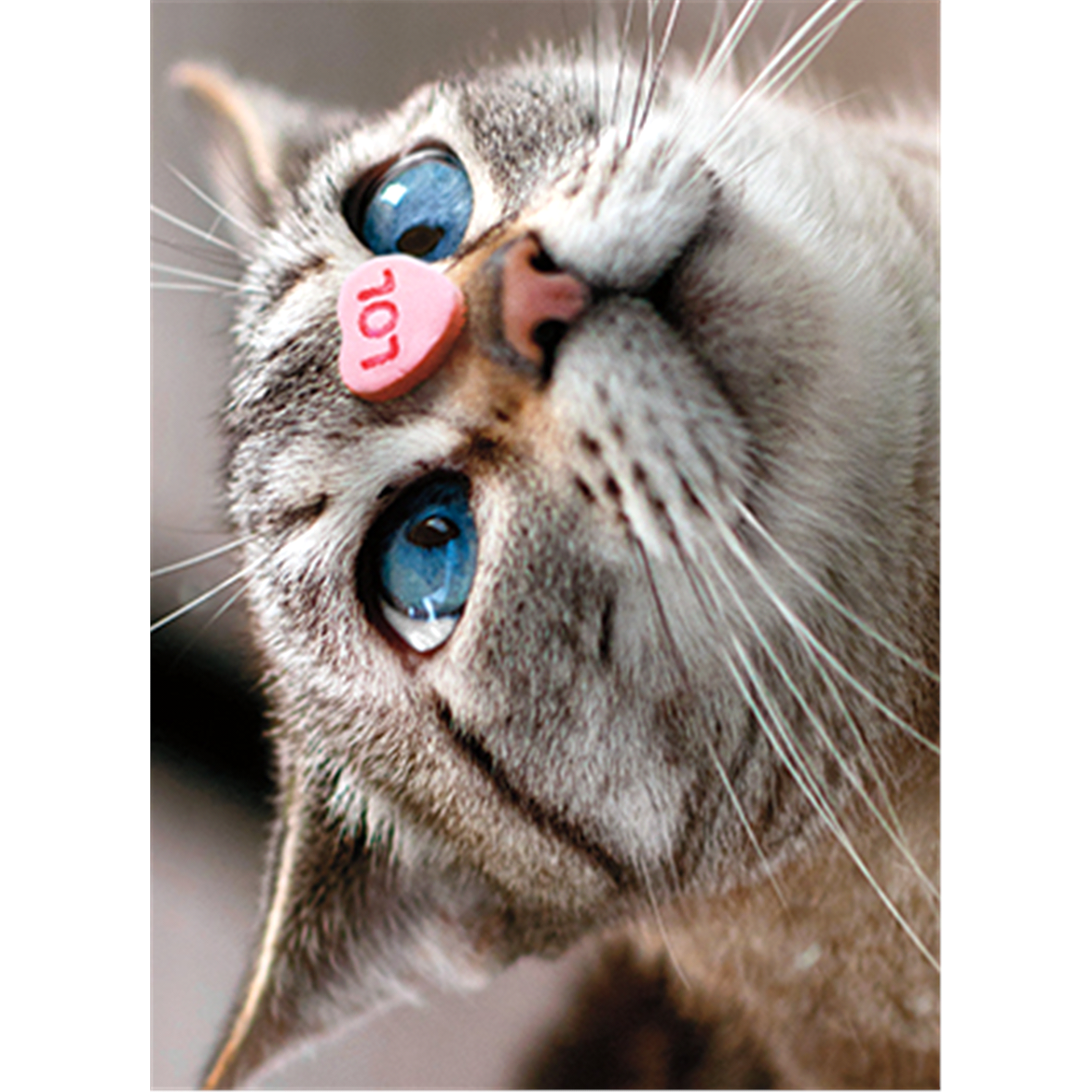 slide 1 of 1, Avanti Cat Candy Heart Nose Card, 1 ct
