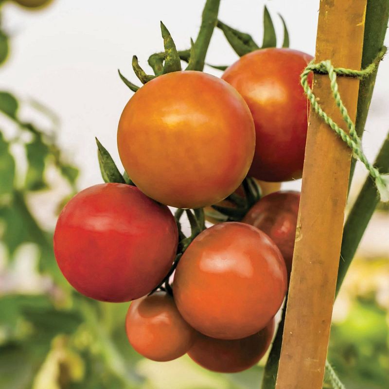 slide 3 of 3, Richelieu KingCord Natural Twisted Sisal 50', 1 ct