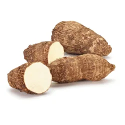 Malanga Root