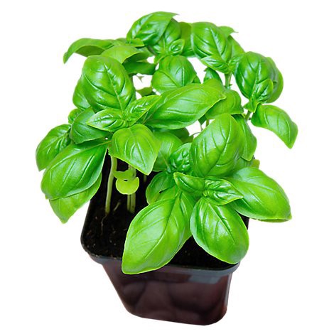 slide 1 of 1, Basil Potted Organic - Ea, 1 ct