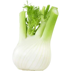 Organic Anise Fennel