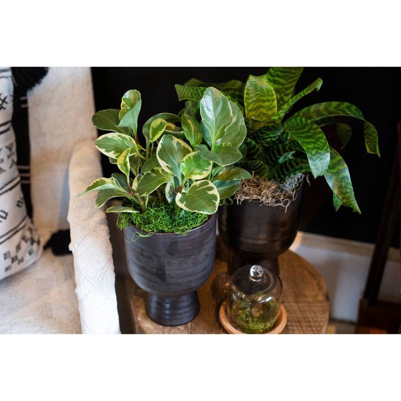 slide 3 of 3, SuperMoss Preserved Spanish Moss, 1 ct