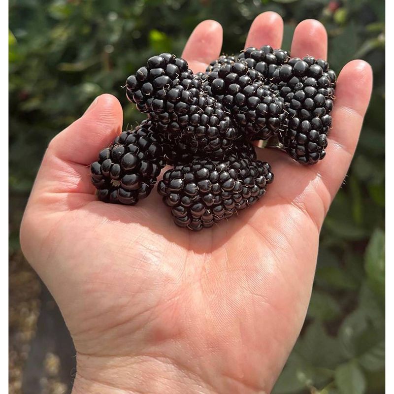 slide 3 of 4, North Bay Produce Fresh Reserve Blackberries - 10oz, 10 oz