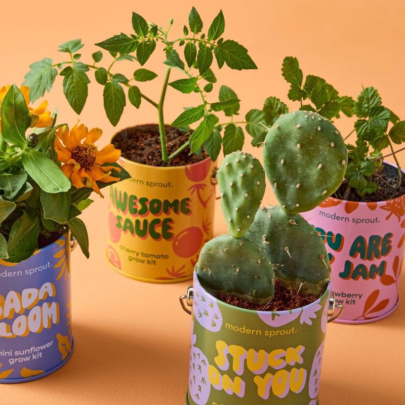 slide 14 of 21, Modern Sprout Complimentary Color Grow You are my Jam Strawberry Seed Starter Kit, 1 ct