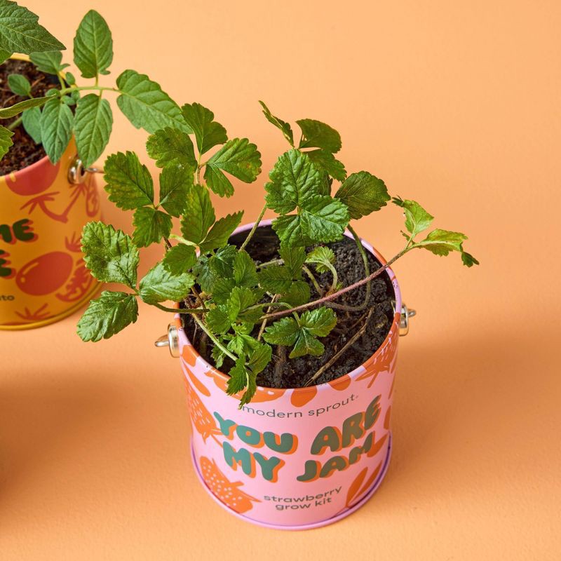 slide 6 of 21, Modern Sprout Complimentary Color Grow You are my Jam Strawberry Seed Starter Kit, 1 ct