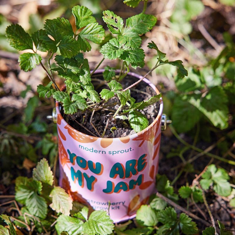 slide 10 of 21, Modern Sprout Complimentary Color Grow You are my Jam Strawberry Seed Starter Kit, 1 ct