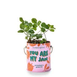 Modern Sprout Complimentary Color Grow You are my Jam Strawberry Seed Starter Kit