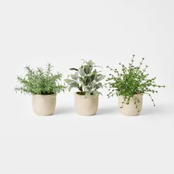 Threshold designed w/Studio McGee Set of 3 Mini Potted Herbs - Threshold™ designed with Studio McGee