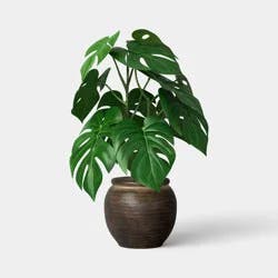 Climbing Monstera Plant - Threshold™