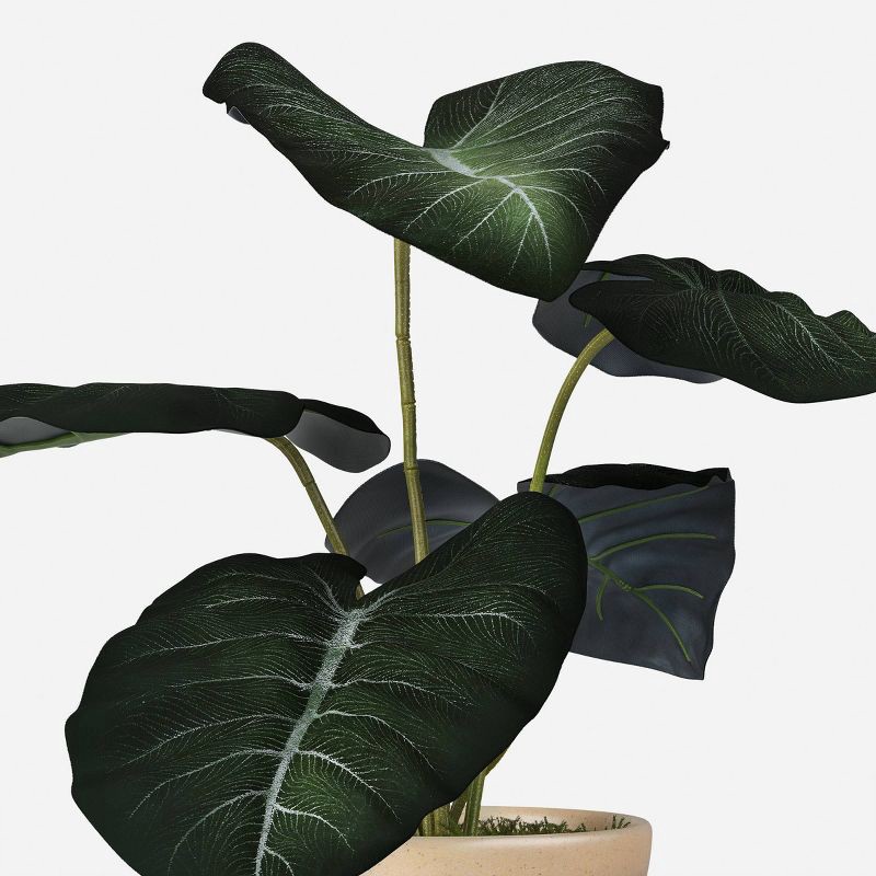 slide 3 of 4, Velvet Alocasia Plant - Threshold™, 1 ct