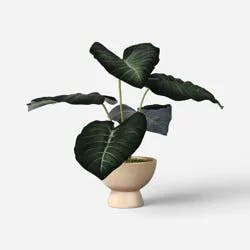 Velvet Alocasia Plant - Threshold™