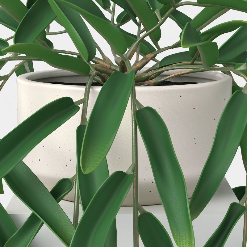 slide 4 of 4, Trailing Leaf Plant - Threshold™, 1 ct