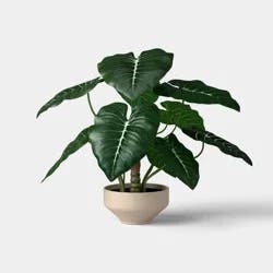 Trailing Alocasia Plant - Threshold™