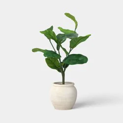 26" Fiddle Leaf Plant - Threshold™