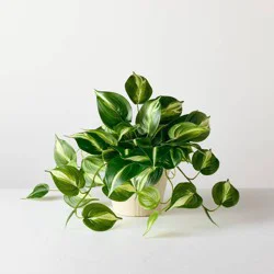 Hearth & Hand with Magnolia 12" Medium Evergreen Leaf Artificial Plant - Hearth & Hand™ with Magnolia