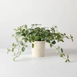Hearth & Hand with Magnolia 10" Small Trailing Peperomia Artificial Plant - Hearth & Hand™ with Magnolia
