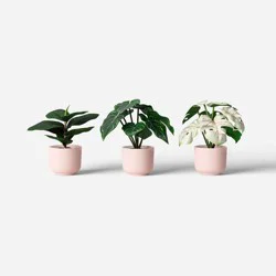 7.25" Fashion Plant Multipack in Pink Pot - Room Essentials™