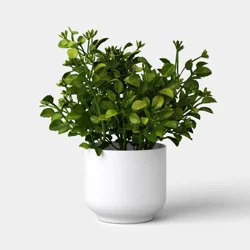 8.5" Boxwood Mini Arrangement - Room Essentials™