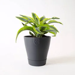 Live 4.4” Exotic Angel Assorted Foliage Houseplant – Good Little Garden”