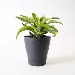 Live 4.4” Exotic Angel Assorted Foliage Houseplant – Good Little Garden”