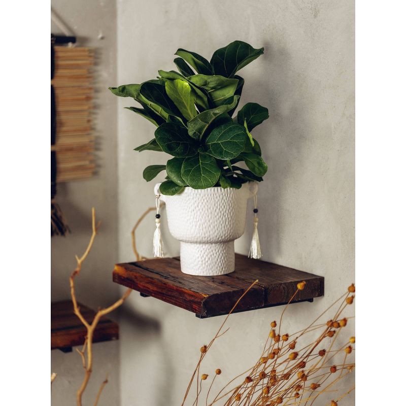 slide 2 of 3, LiveTrends Salt Flats Live Houseplant, 1 ct