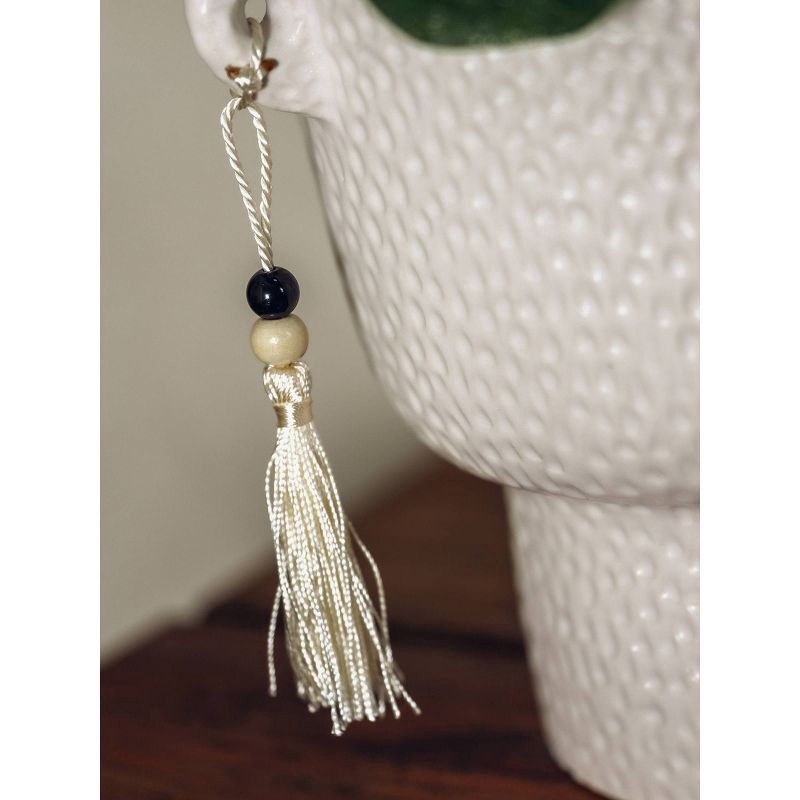 slide 3 of 3, LiveTrends Salt Flats Live Houseplant, 1 ct