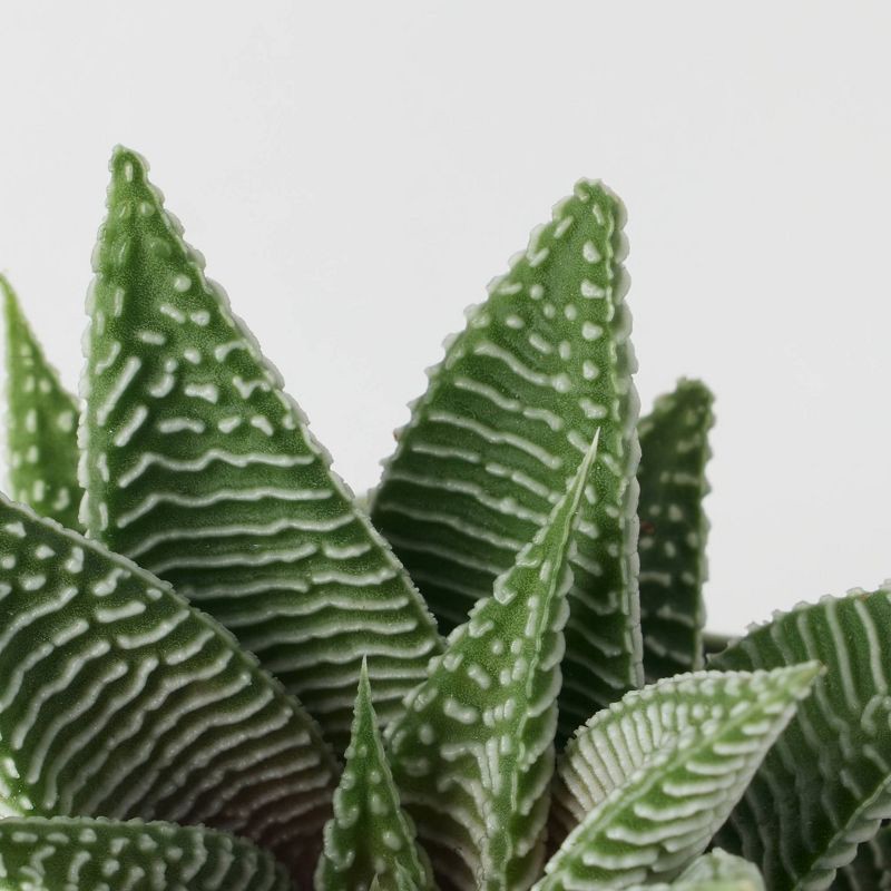 slide 3 of 4, Pumped for Fall Green Live Houseplant - Good Little Garden™, 1 ct