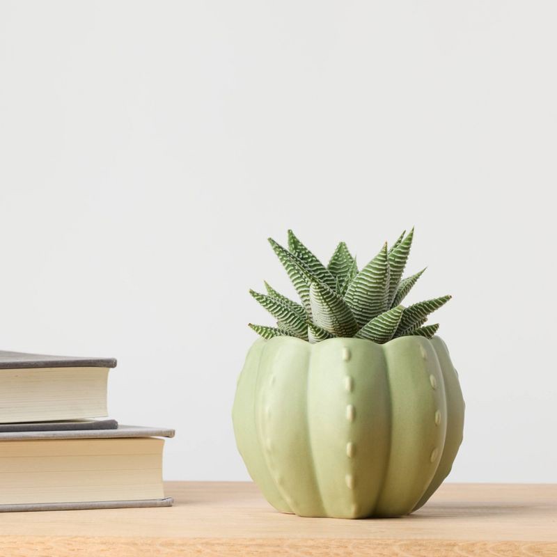 slide 4 of 4, Pumped for Fall Green Live Houseplant - Good Little Garden™, 1 ct