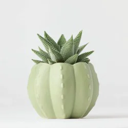 Pumped for Fall Green Live Houseplant - Good Little Garden™