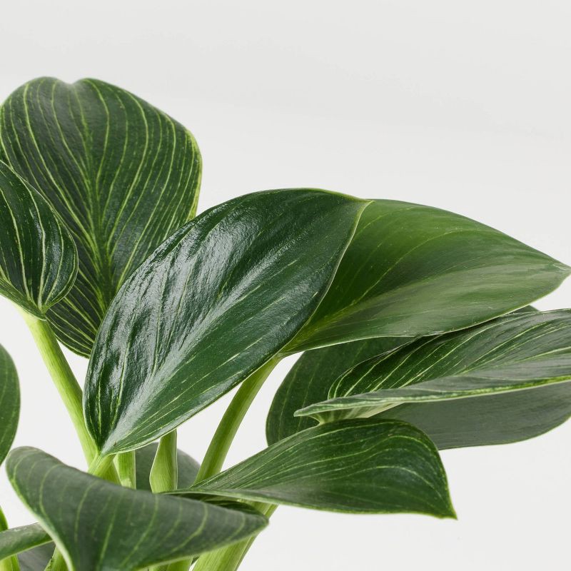 slide 3 of 8, Halloween Hunch Punch Live Houseplant - Good Little Garden™, 1 ct