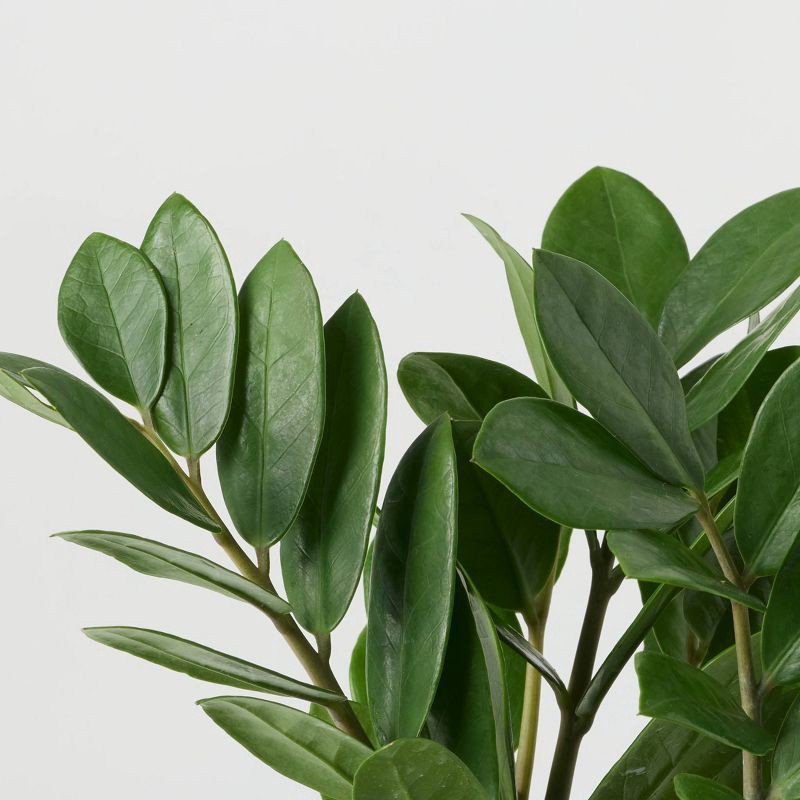 slide 5 of 8, Halloween Hunch Punch Live Houseplant - Good Little Garden™, 1 ct