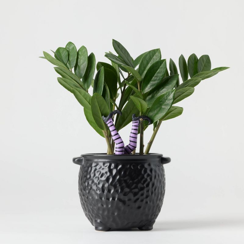 slide 6 of 8, Halloween Hunch Punch Live Houseplant - Good Little Garden™, 1 ct