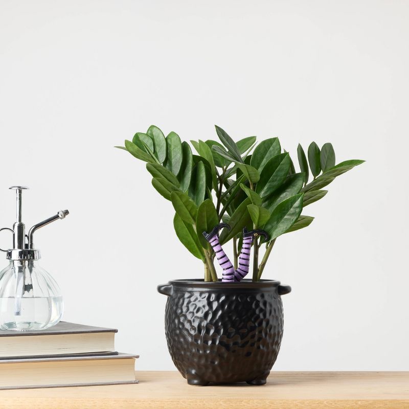 slide 7 of 8, Halloween Hunch Punch Live Houseplant - Good Little Garden™, 1 ct