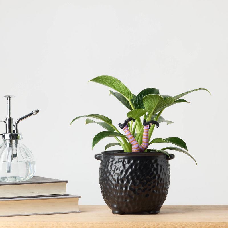 slide 8 of 8, Halloween Hunch Punch Live Houseplant - Good Little Garden™, 1 ct