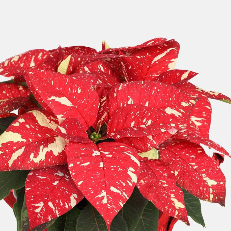 slide 2 of 5, Holiday 6" Red/White Poinsettia Live Plant - Good Little Garden™, 1 ct