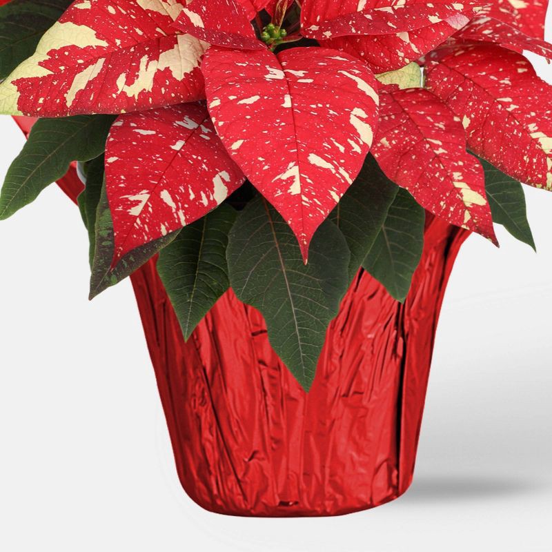 slide 3 of 5, Holiday 6" Red/White Poinsettia Live Plant - Good Little Garden™, 1 ct