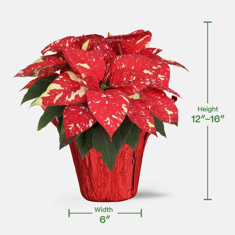slide 4 of 5, Holiday 6" Red/White Poinsettia Live Plant - Good Little Garden™, 1 ct