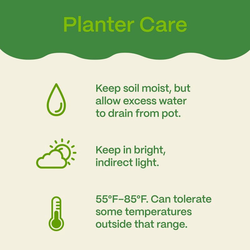 slide 5 of 5, Holiday 6" Red/White Poinsettia Live Plant - Good Little Garden™, 1 ct