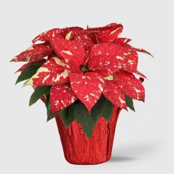 Holiday 6" Red/White Poinsettia Live Plant - Good Little Garden™