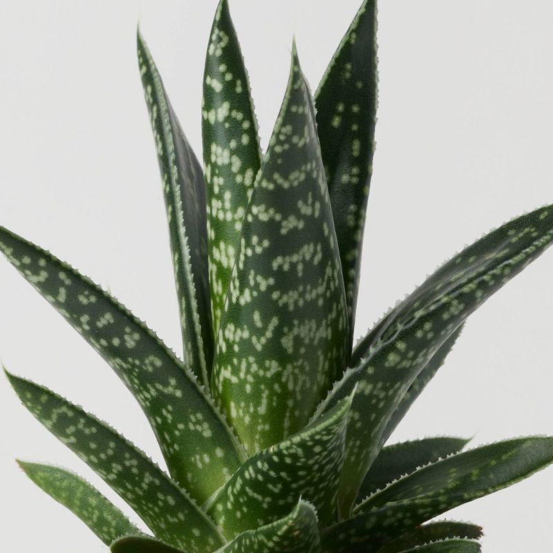 slide 3 of 12, Halloween Ghastly Live Houseplant - Good Little Garden™, 1 ct