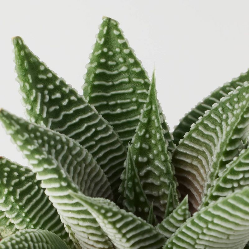 slide 9 of 12, Halloween Ghastly Live Houseplant - Good Little Garden™, 1 ct