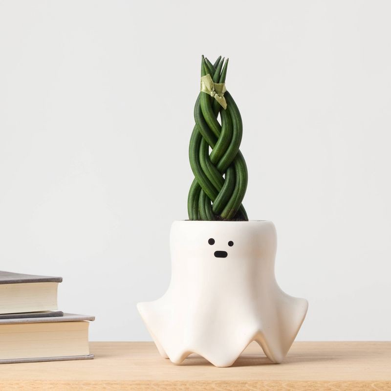 slide 10 of 12, Halloween Ghastly Live Houseplant - Good Little Garden™, 1 ct